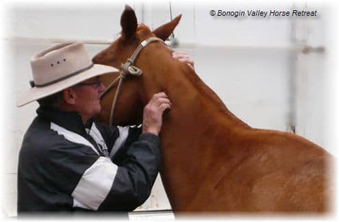 Rob petting horse
